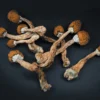 Buy Psilocybe Cubensis (Magic Mushrooms) online